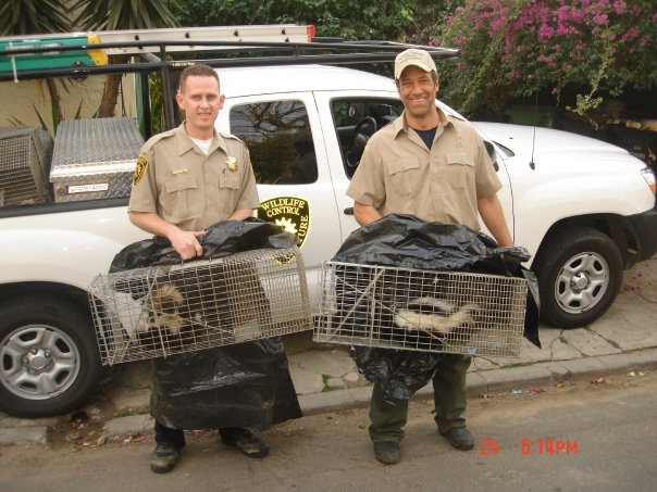 dirty jobs pic Animal Capture Wildlife Control On Dirty Jobs on Discovery Animal Control Specialist September 6th @ 7pm and 11pm