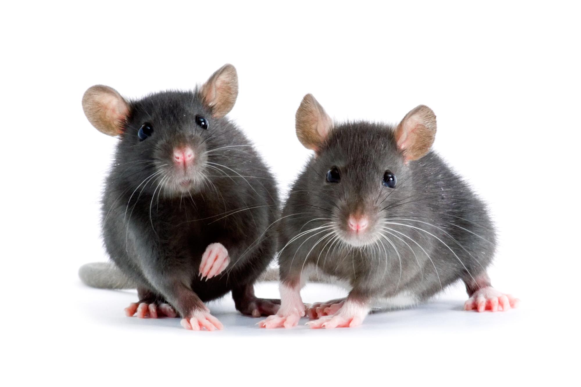Pest exterminators mouse and rat