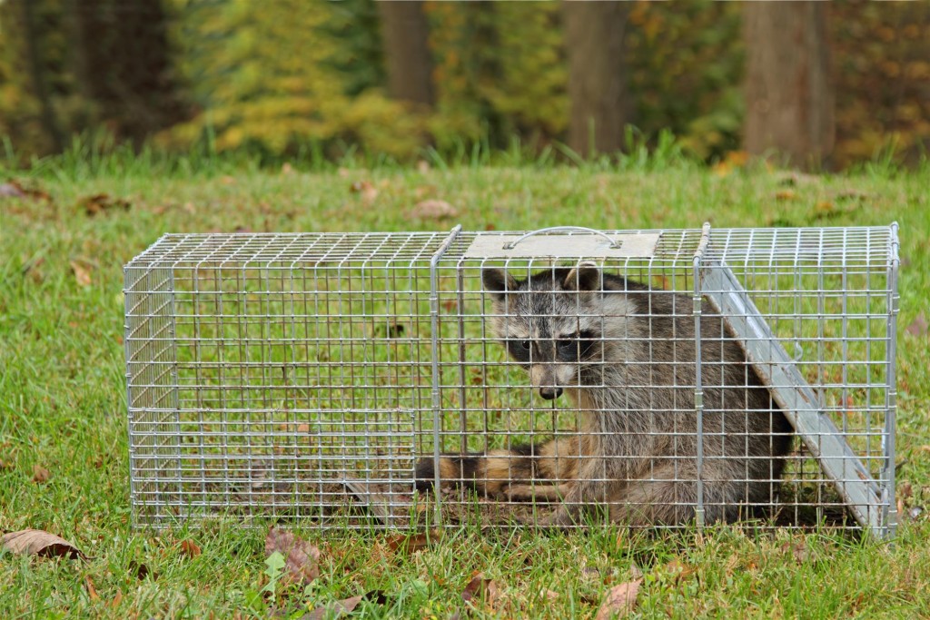 How A Raccoon Trap Works