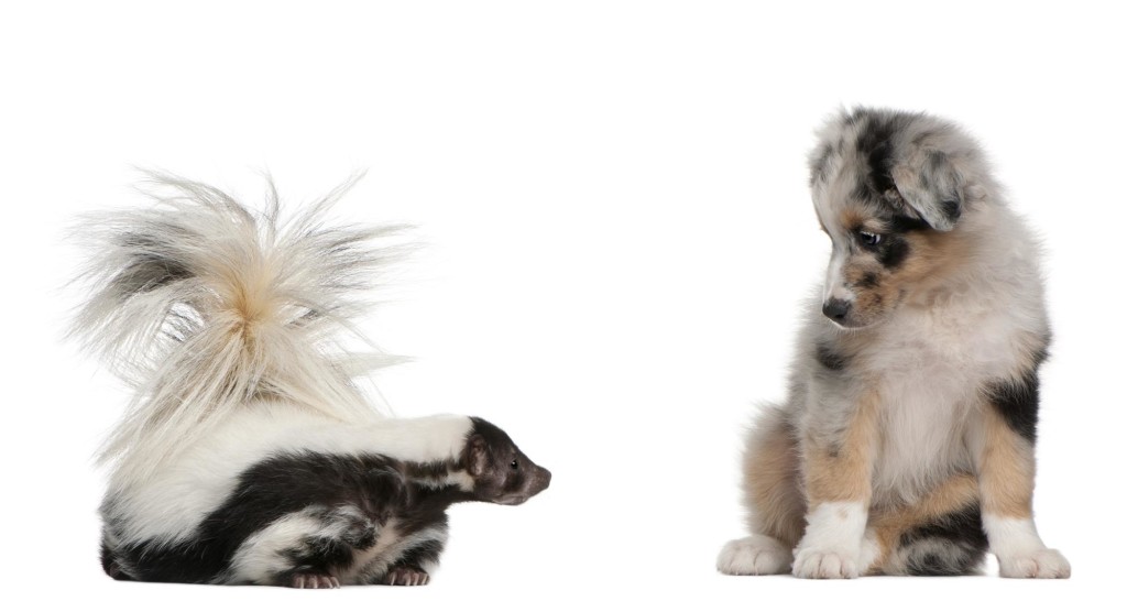 Remove Skunk Smell From a Dog