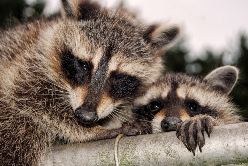 How to Tell If a Raccoon Has Rabies How to Tell If a Raccoon Has Rabies