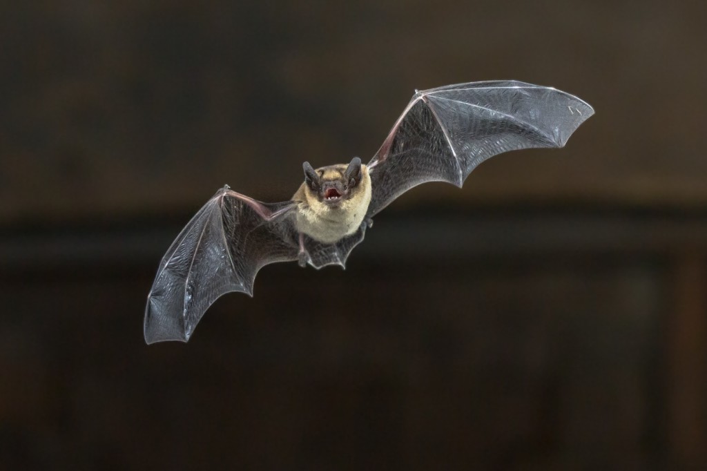 Bat Dropping Illnesses Every Homeowner