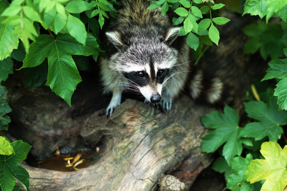 diseased raccoon hiding in bushes
