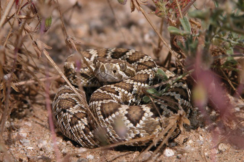 How to Keep Snakes Out of Your Yard