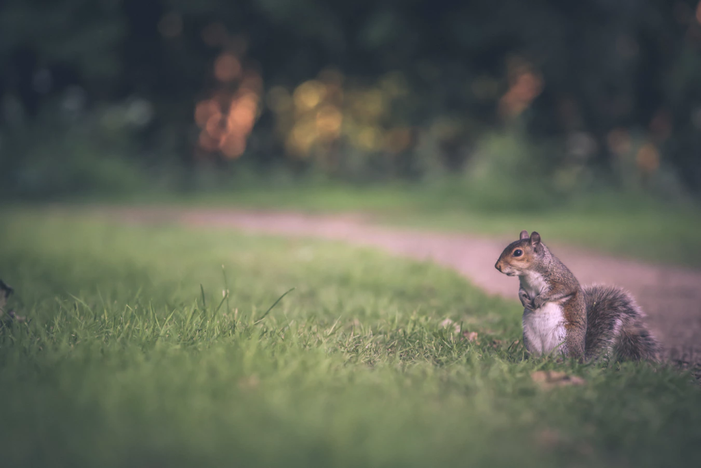 Squirrel on lawns