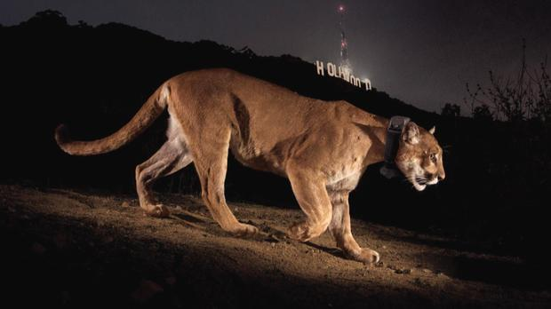 lion in front of hollywood sign in Los Angeles