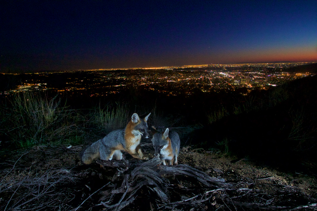 gray foxes in LA mountains