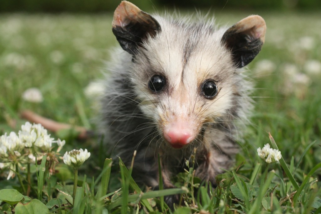 baby opossum in grass