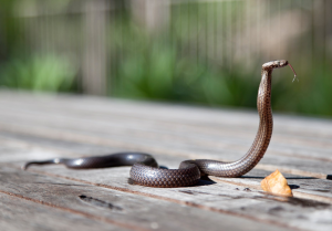 small snake at home outdoor table