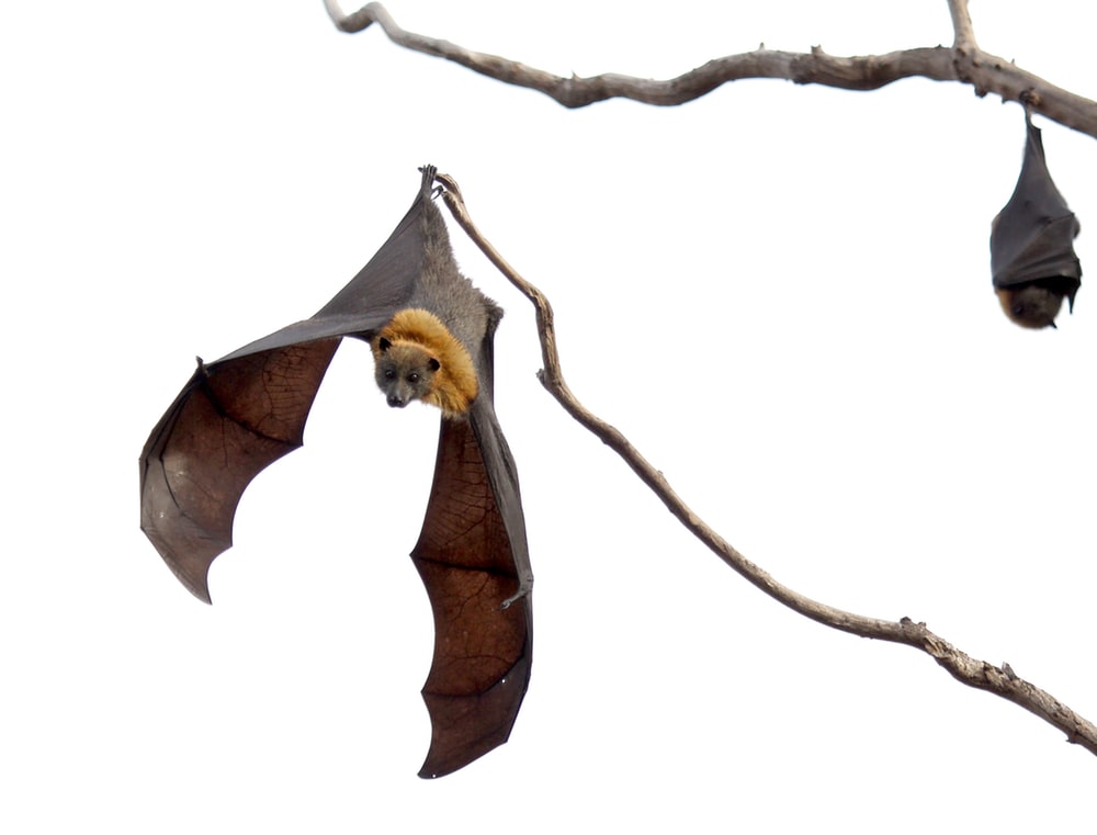 bat on tree