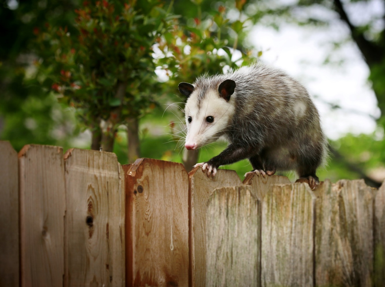 common opossum walking on new backyard fence