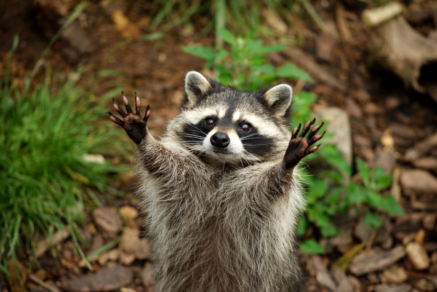 How to Know if That Racoon Has Rabies - Animal Capture Wildlife Control