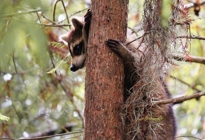 wild raccoon climbing tree trunk
