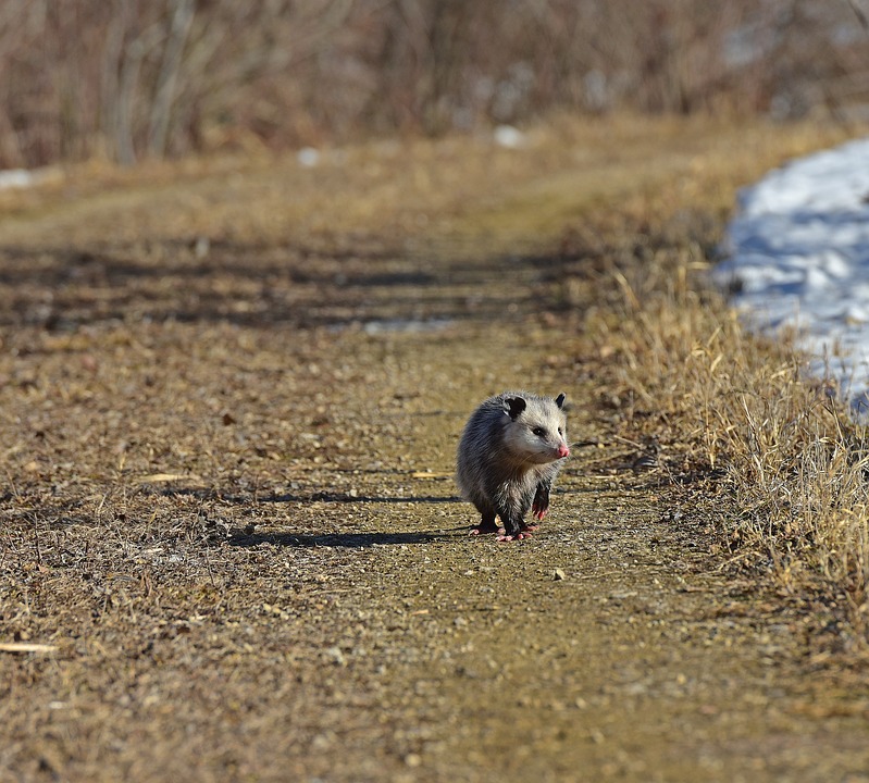 nature opossum possum