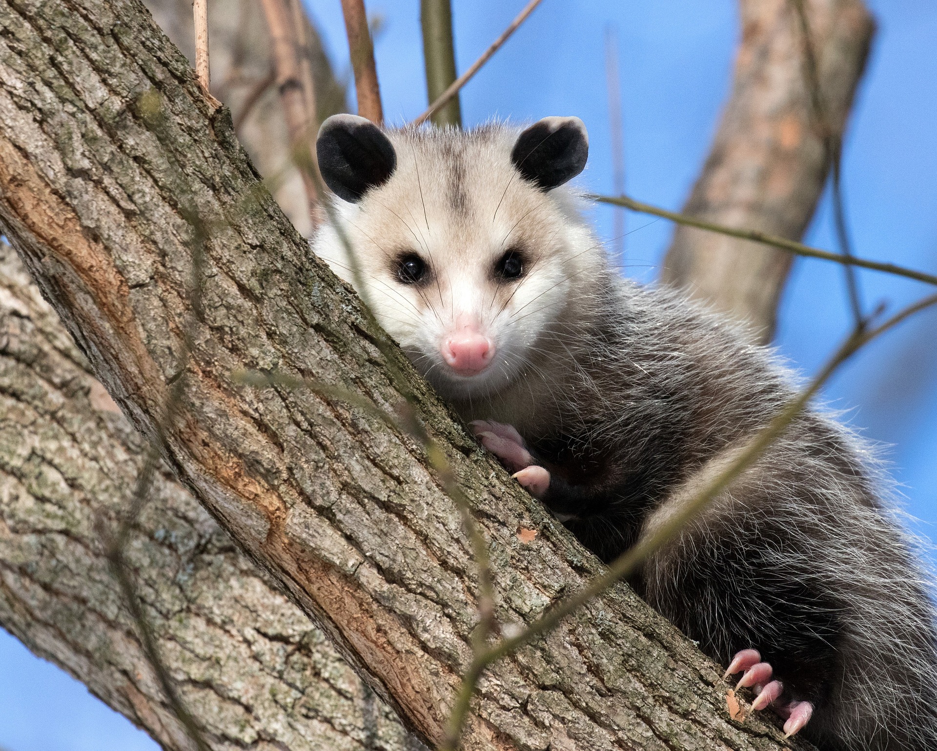 opossum climbing on the tree