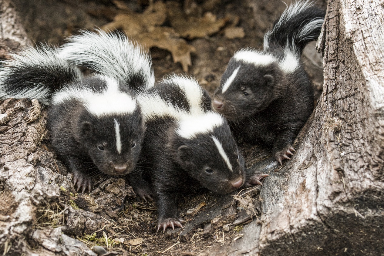 A Group Of Striped Skunks