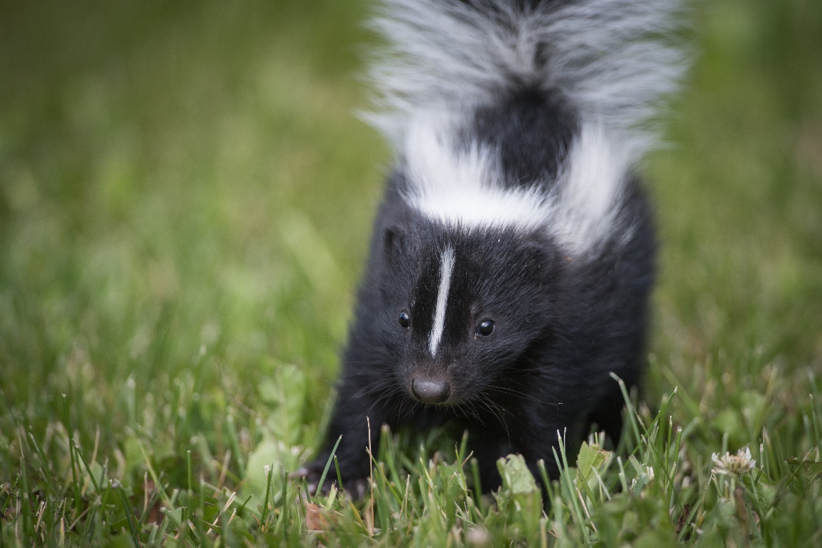 Striped Skunk with tail in the air