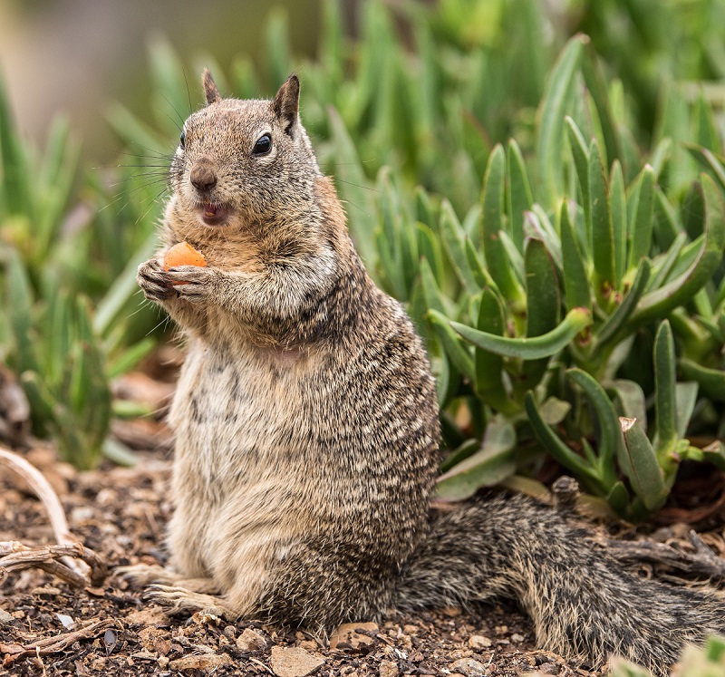 Ground Squirrel sitting up eating a carrot