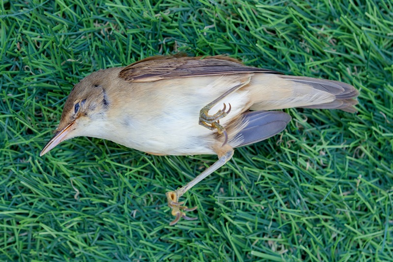 Dead small brown bird on the grass