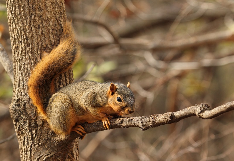 Eastern fox squirrel on a tree branch