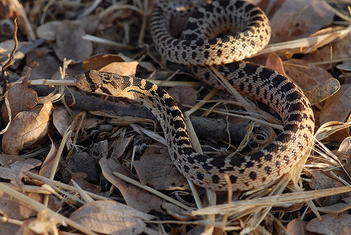 brown rattle snake