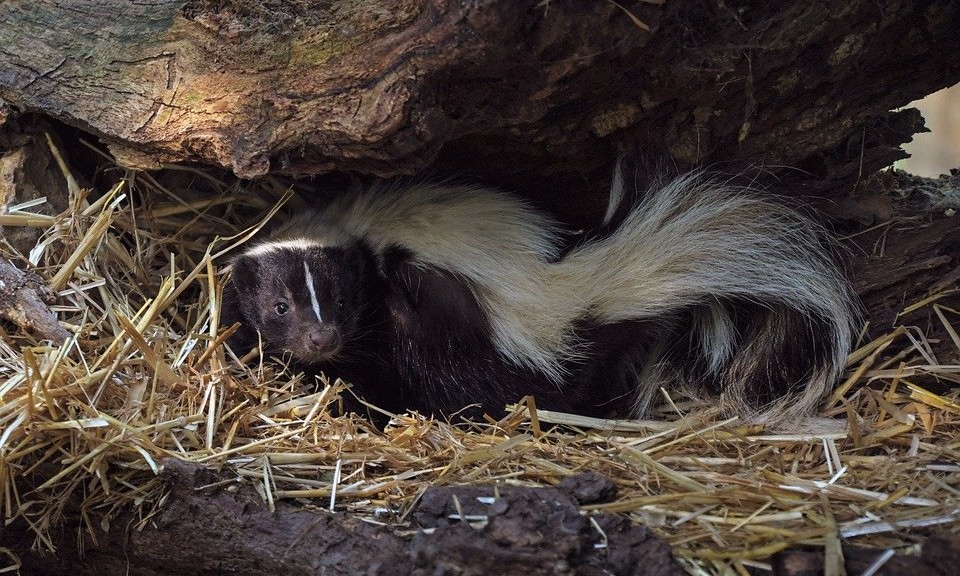 Black and white skunk laying on a bed of dead grass