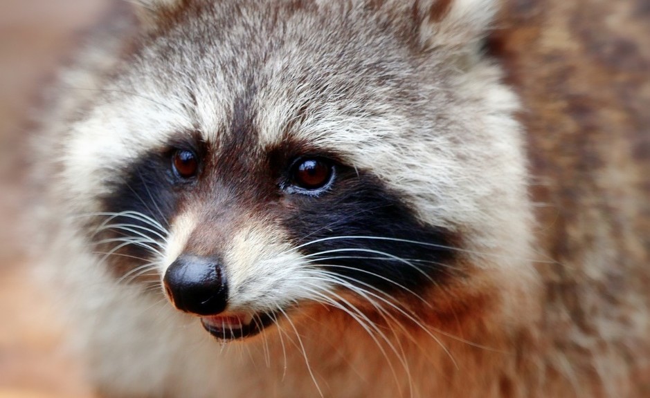Portrait of young raccoon