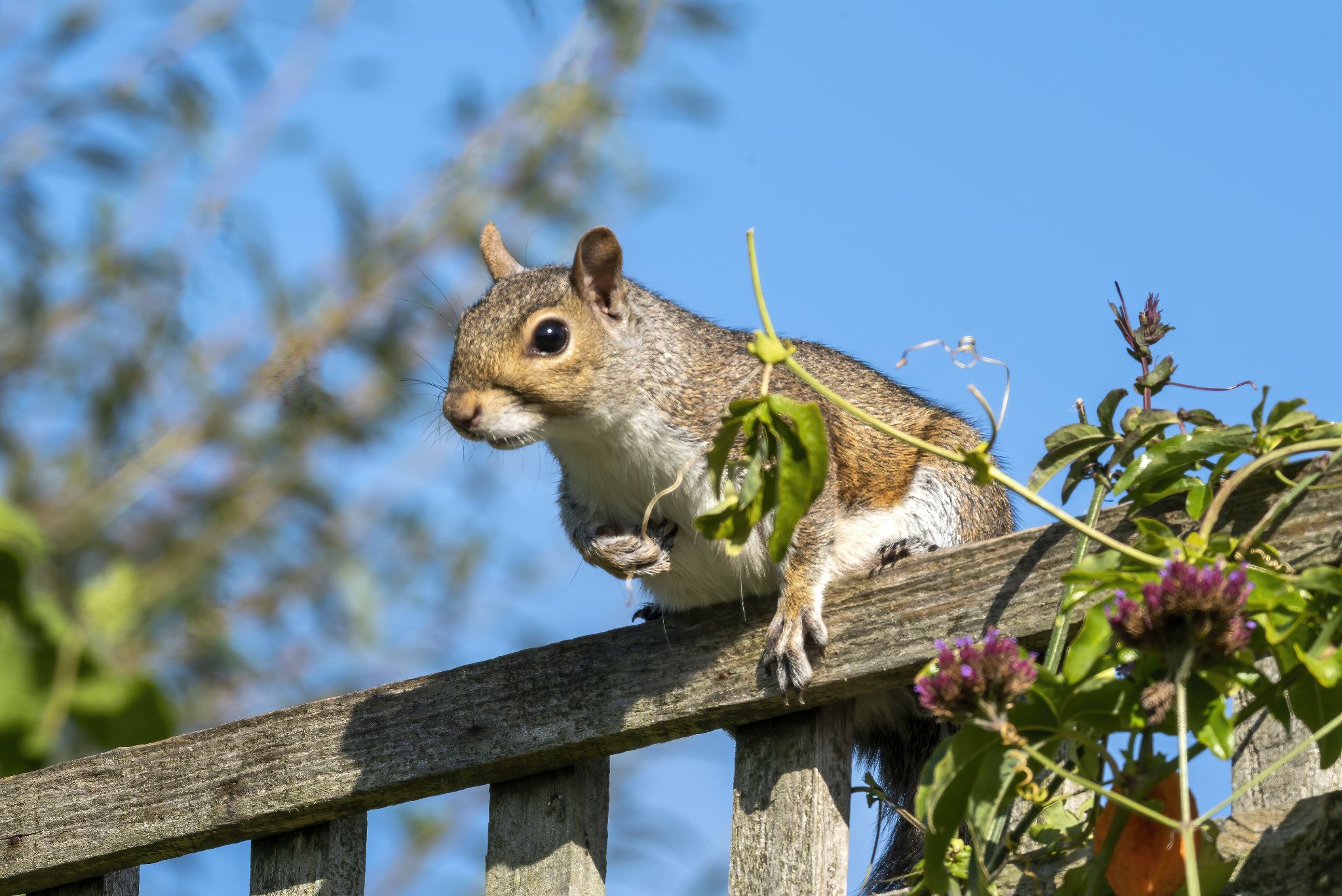 Grey squirrel on a garden fence