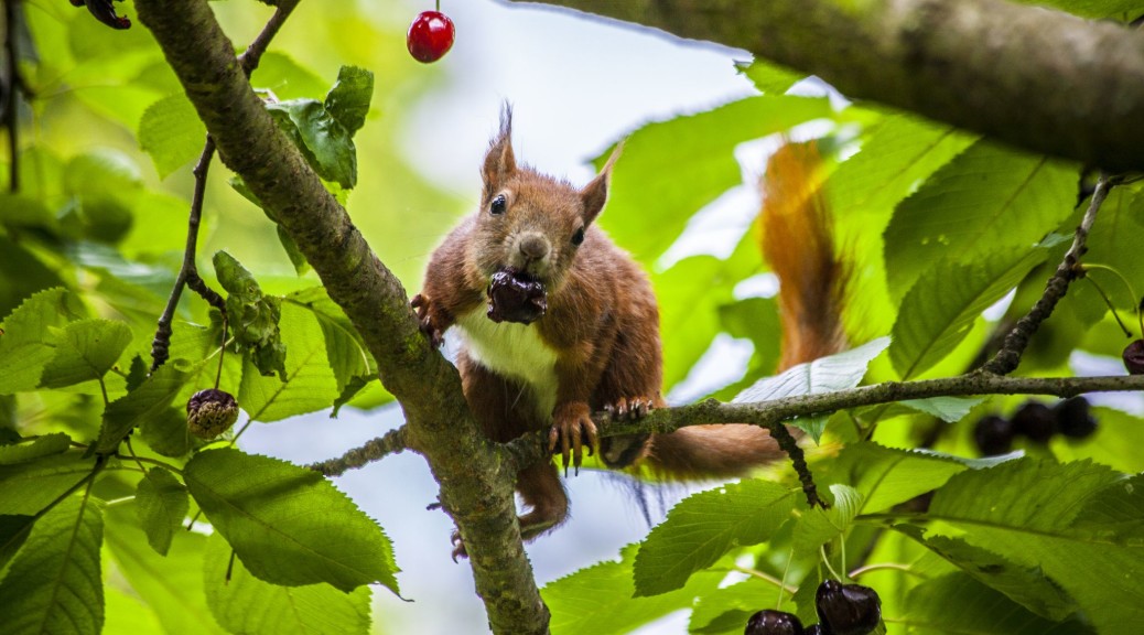 squirrel with cherry in its mouth, hiding between the leaves of a tree