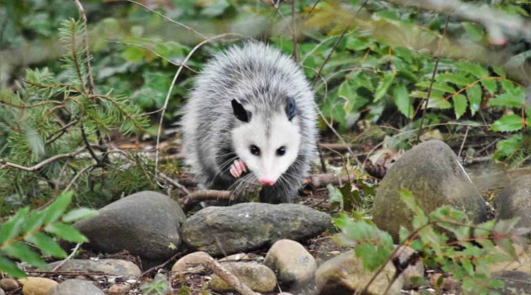 white and black opossum on brown rock