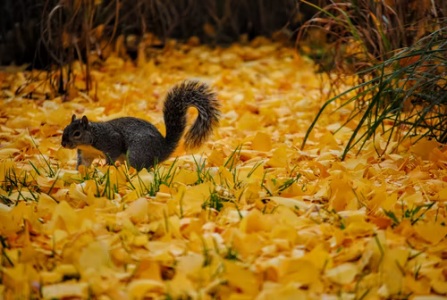 Cute squirrel on the meadow in park
