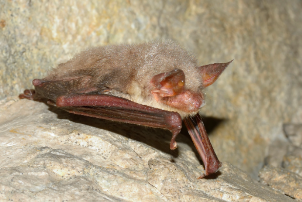 Long-Legged Myotis