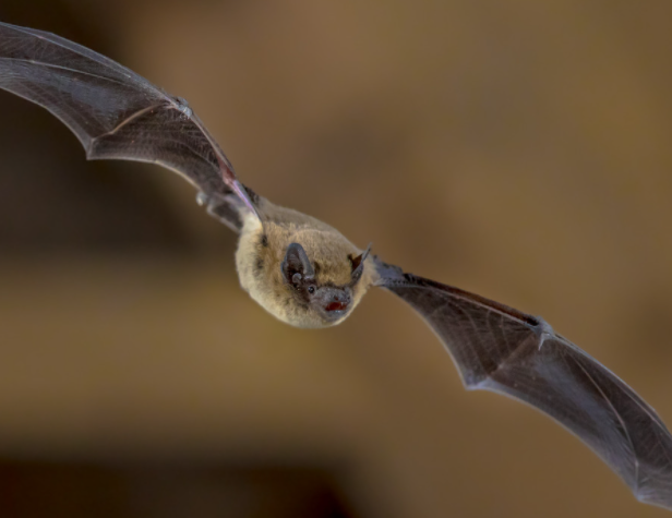 Western Pipistrelle