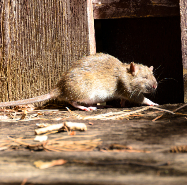 A rat lurks by a fence.