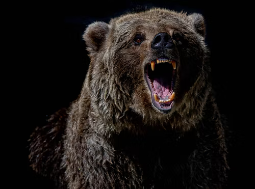 Brown and black bears. widely open mouth