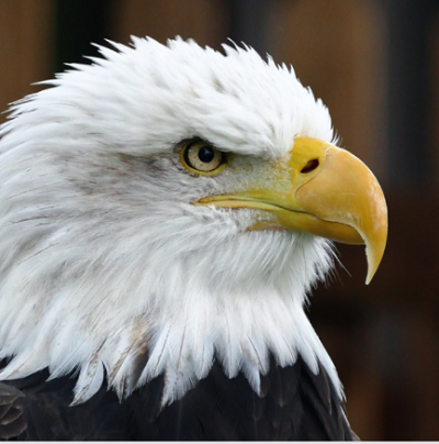 close-up shot of a bald eagle