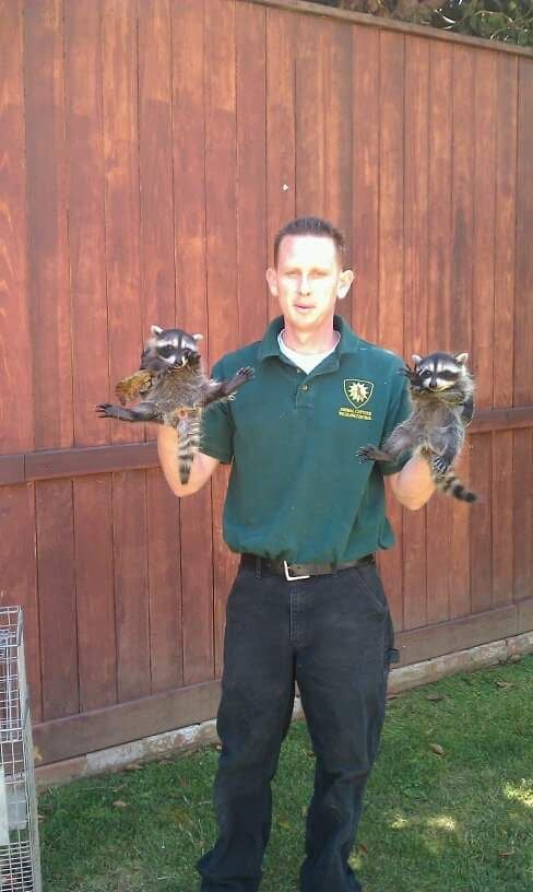 Jeremy Bailey with two raccoons