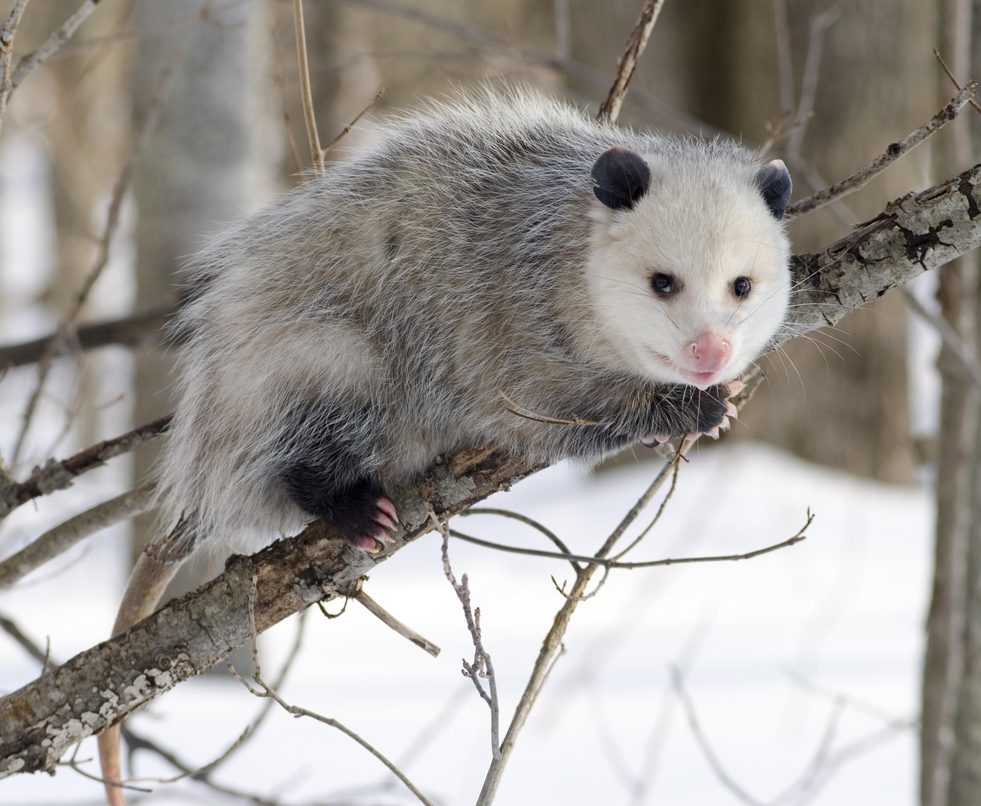 opossums are very good at climbing
