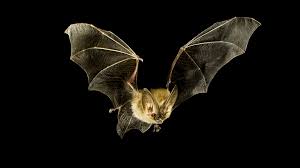 bats stick to the dark