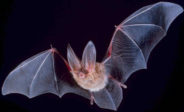 bats can carry rabies