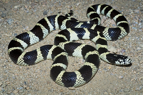 California King Snake Removal Service in Los Angeles