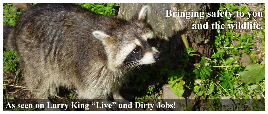 West Virginia Wildlife Removal Services