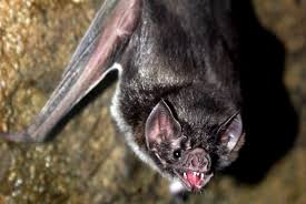 we treat bats very humanely