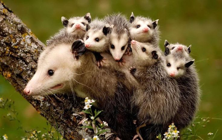 a litter of opossums is a big problem