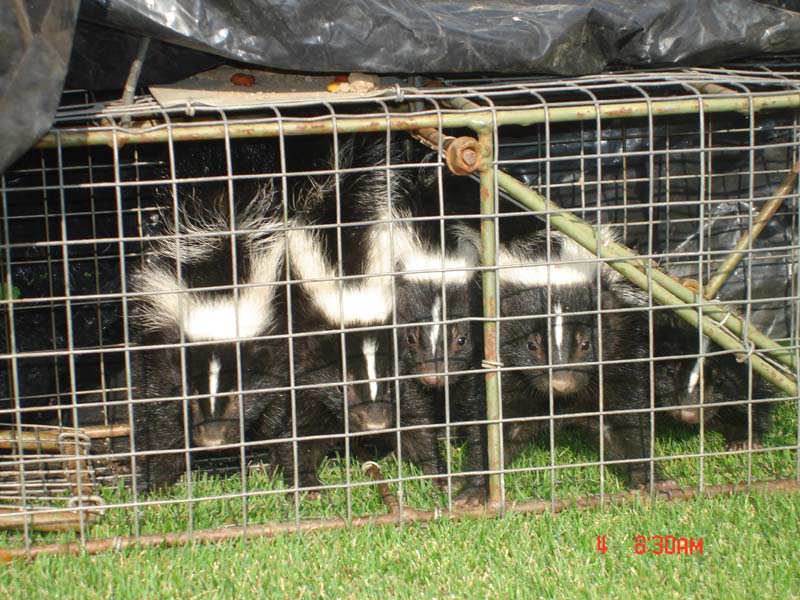 five baby skunks in cage