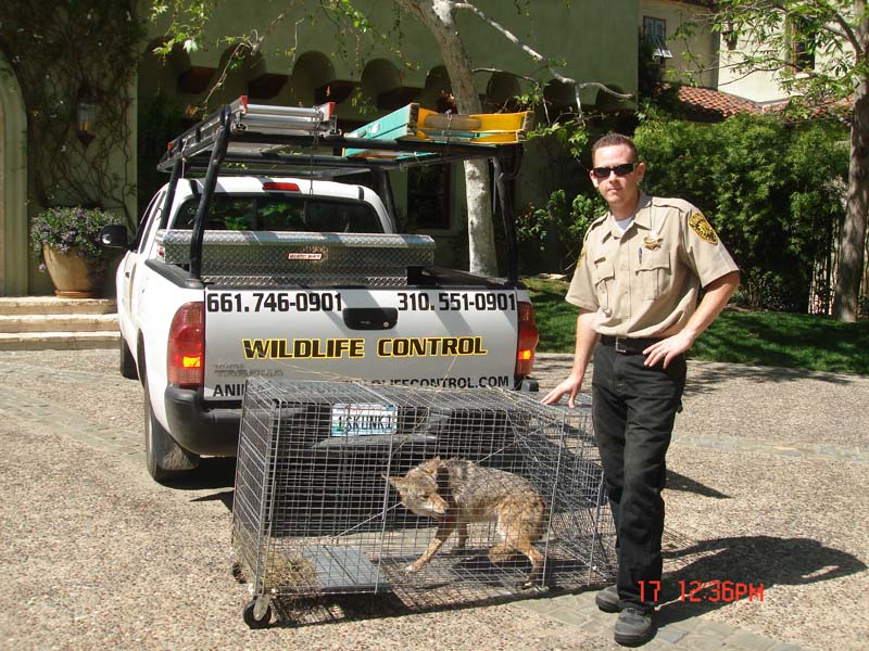 Jeremy Bailey photo clicked with coyote