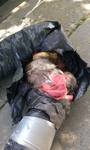 Animal Capture Wildlife Control - Dead opossum found dead in an air duct.