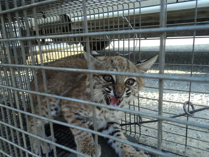 baby bobcats in steel cage