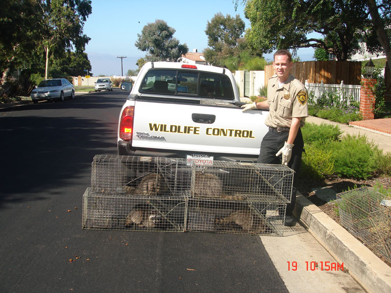 Jeremy Bailey in a photo with raccoons