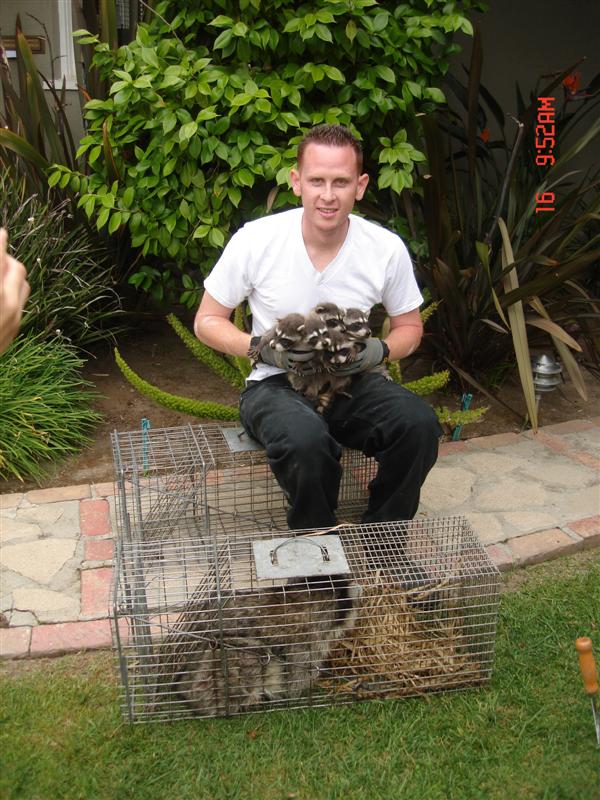 Jeremy Bailey holding several raccoons in hands